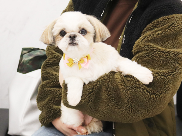 モデル犬の新しい家族が決まりました！PART①